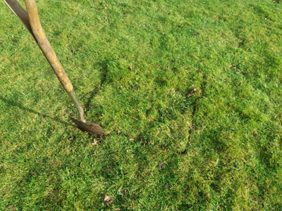 cutting turf to plant a tree