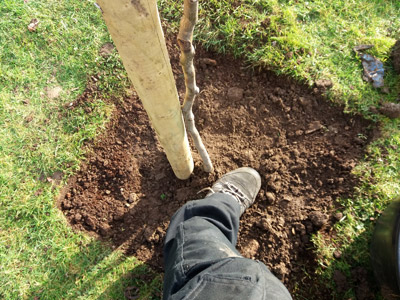 cutting turf to plant a tree