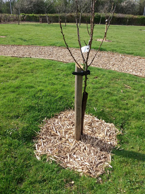 cutting turf to plant a tree