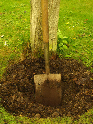 cutting turf to plant a tree