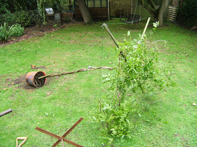 training a standard Wisteria