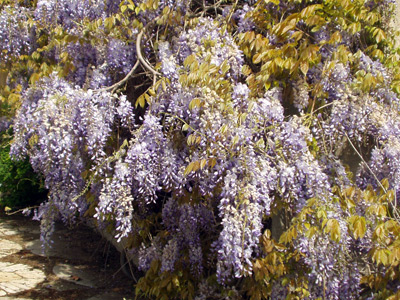 Mature Wisteria