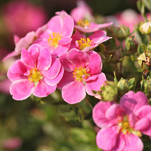 buy Shrubby Cinquefoil - Potentilla