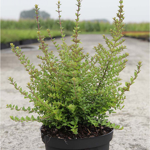 buy Box Honeysuckle, Lonicera nitida