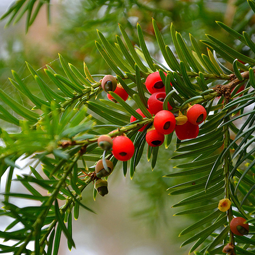 buy beech hedging