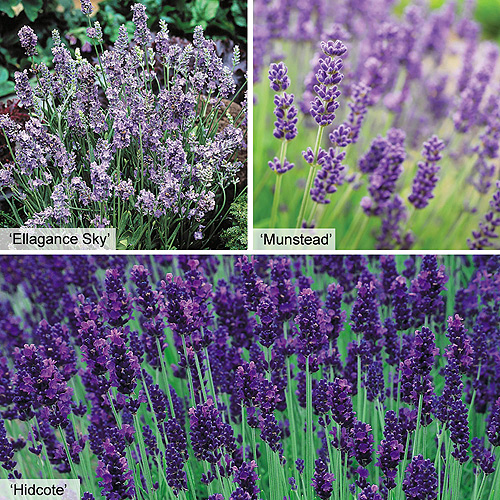 buy Lavender, Lavandula angustifolia