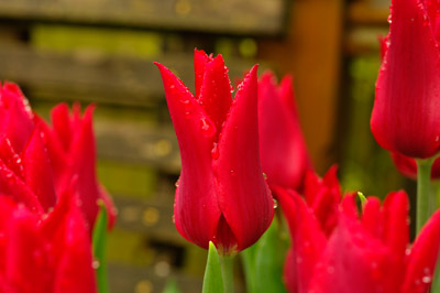 red lily flowered tulips