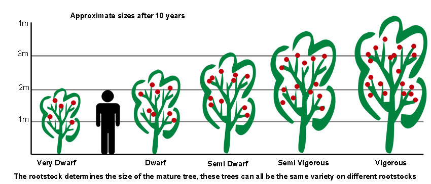 fruit tree rootstocks